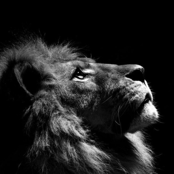 aplionness